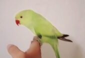 Green ringneck parrot handtame