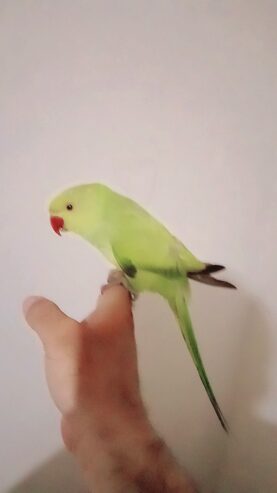 Green ringneck parrot handtame