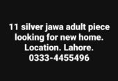 Silver jawa