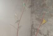 Healthy Home Grown Budgies