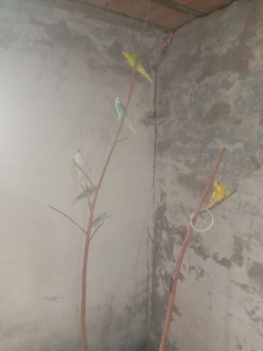 Healthy Home Grown Budgies