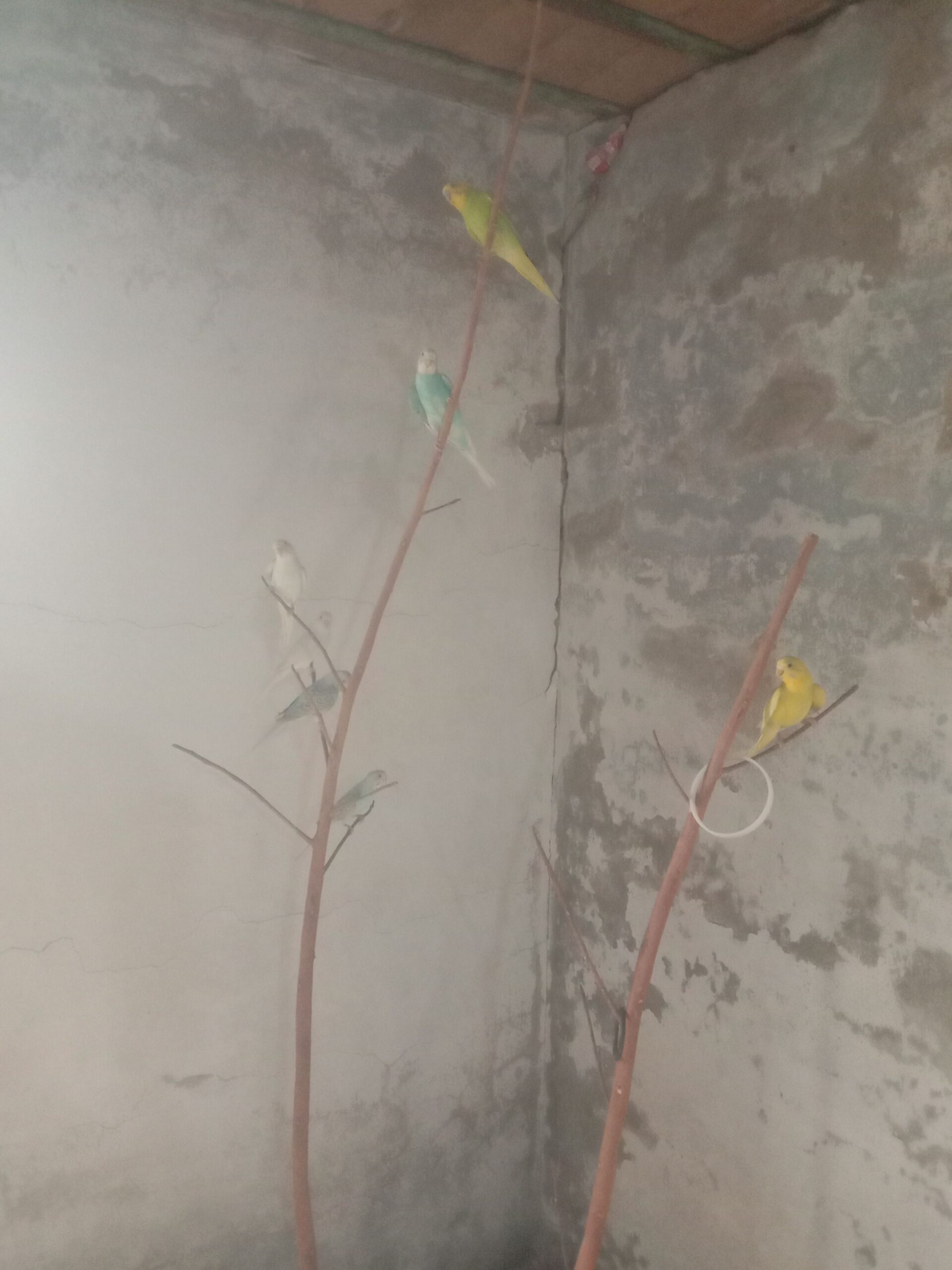 Healthy Home Grown Budgies