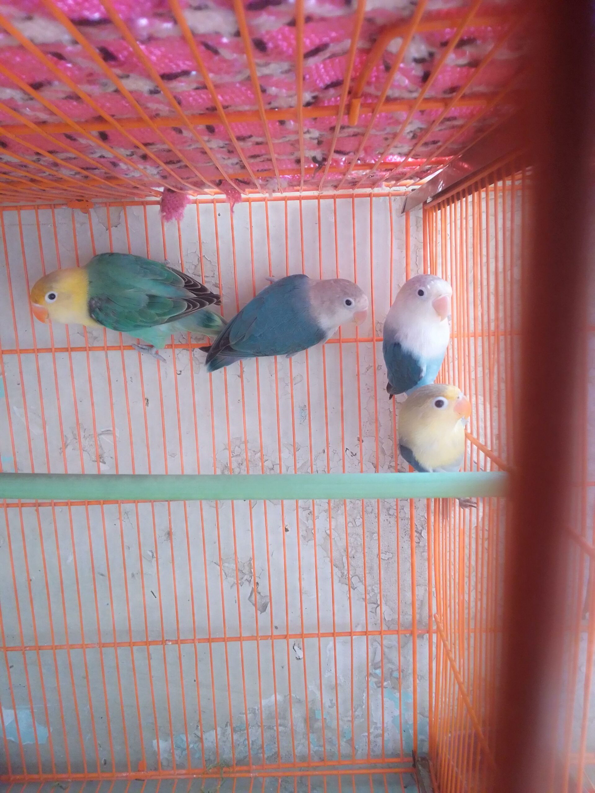 Mashallah love birds