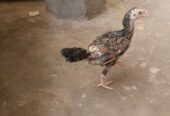 Aseel chiks
