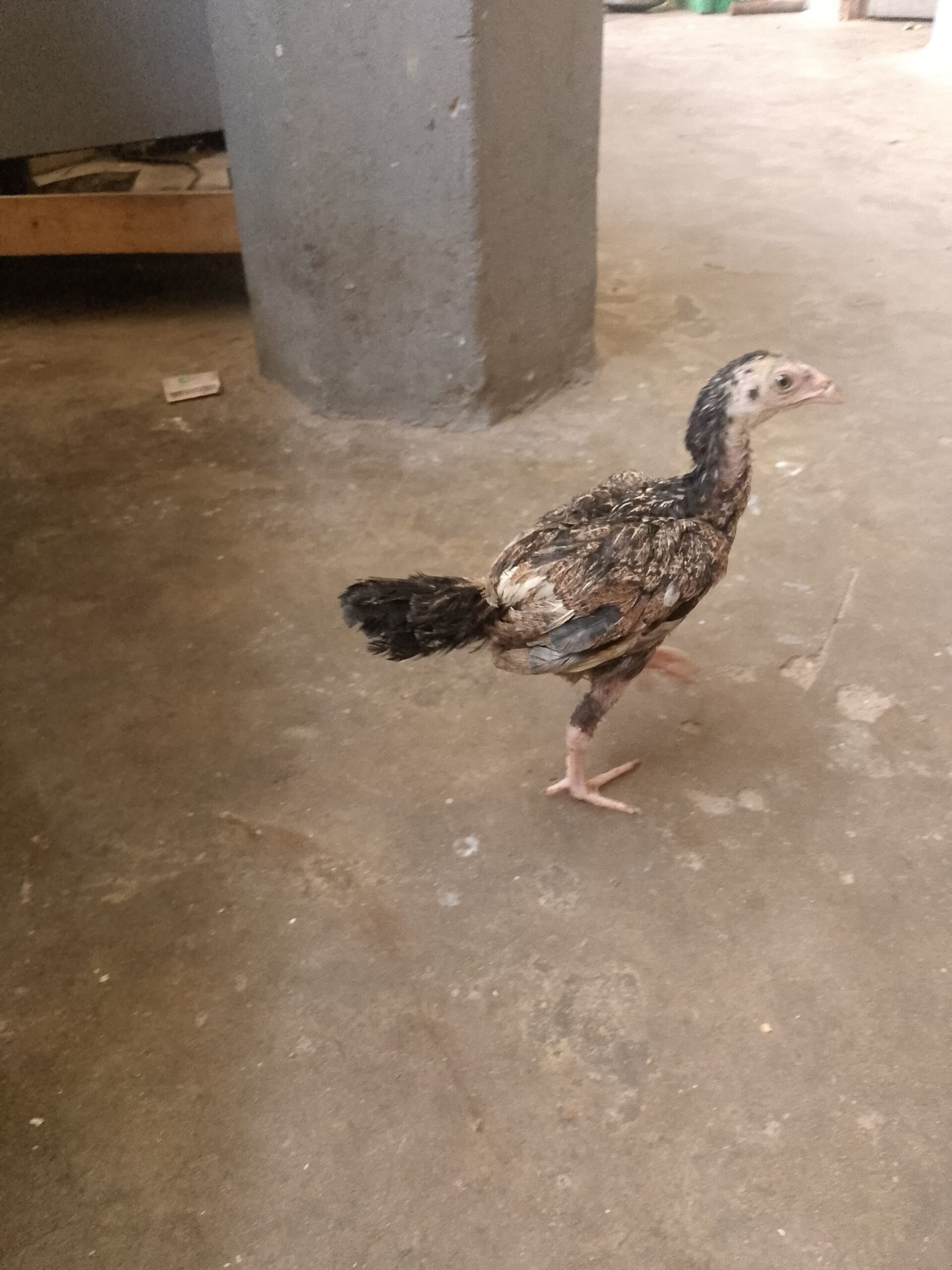 Aseel chiks