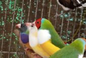Gouldian male