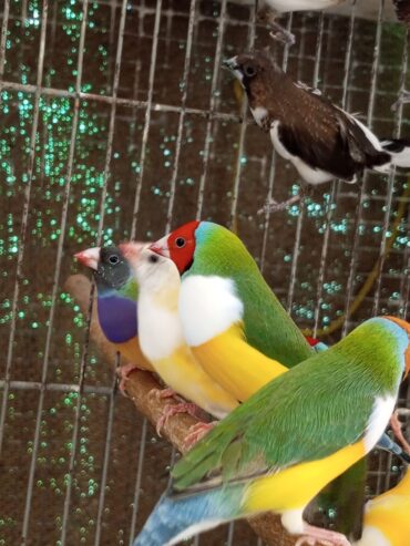 Gouldian male