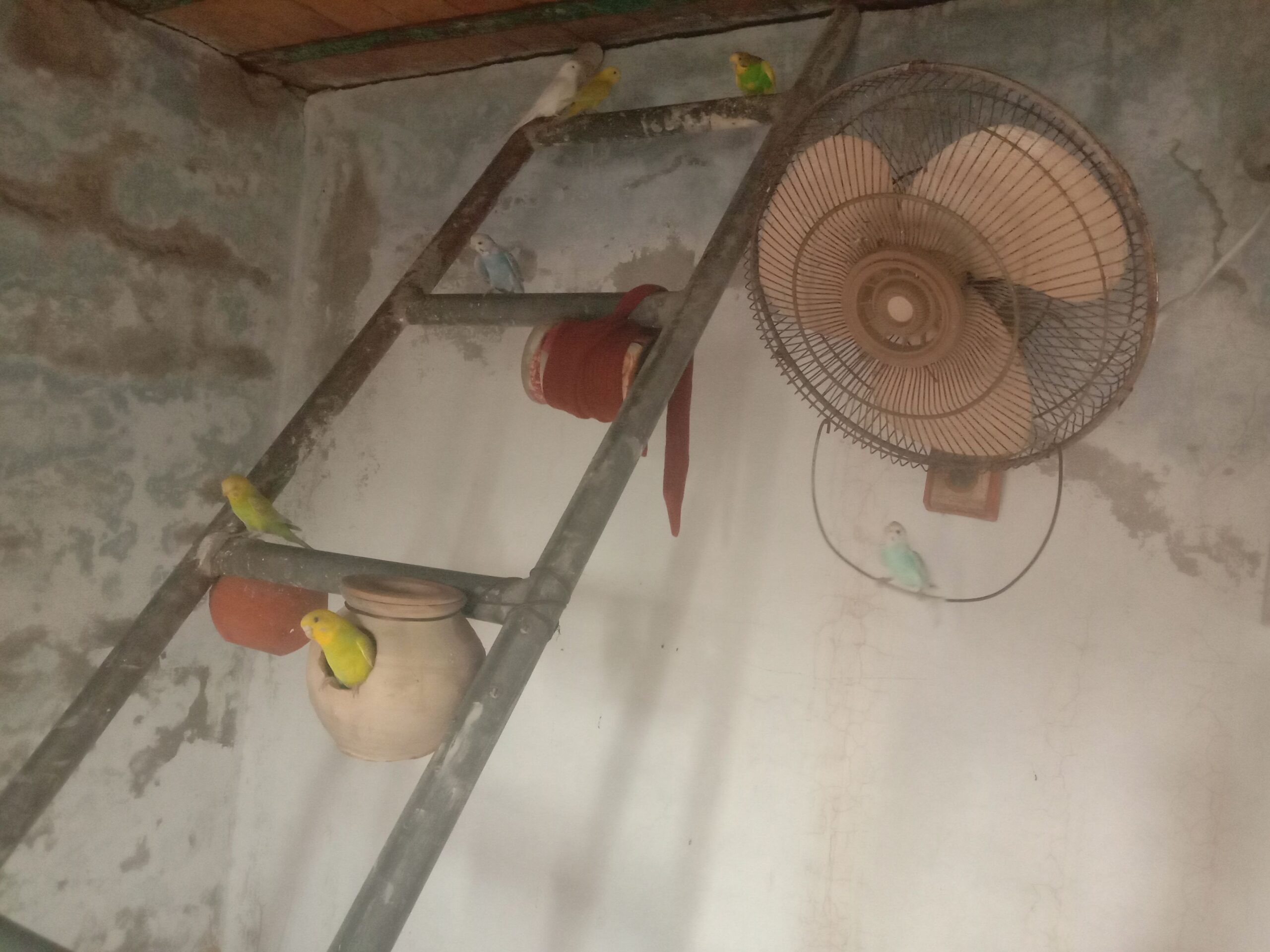 Healthy Home Grown Budgies