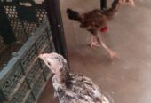 Aseel chiks