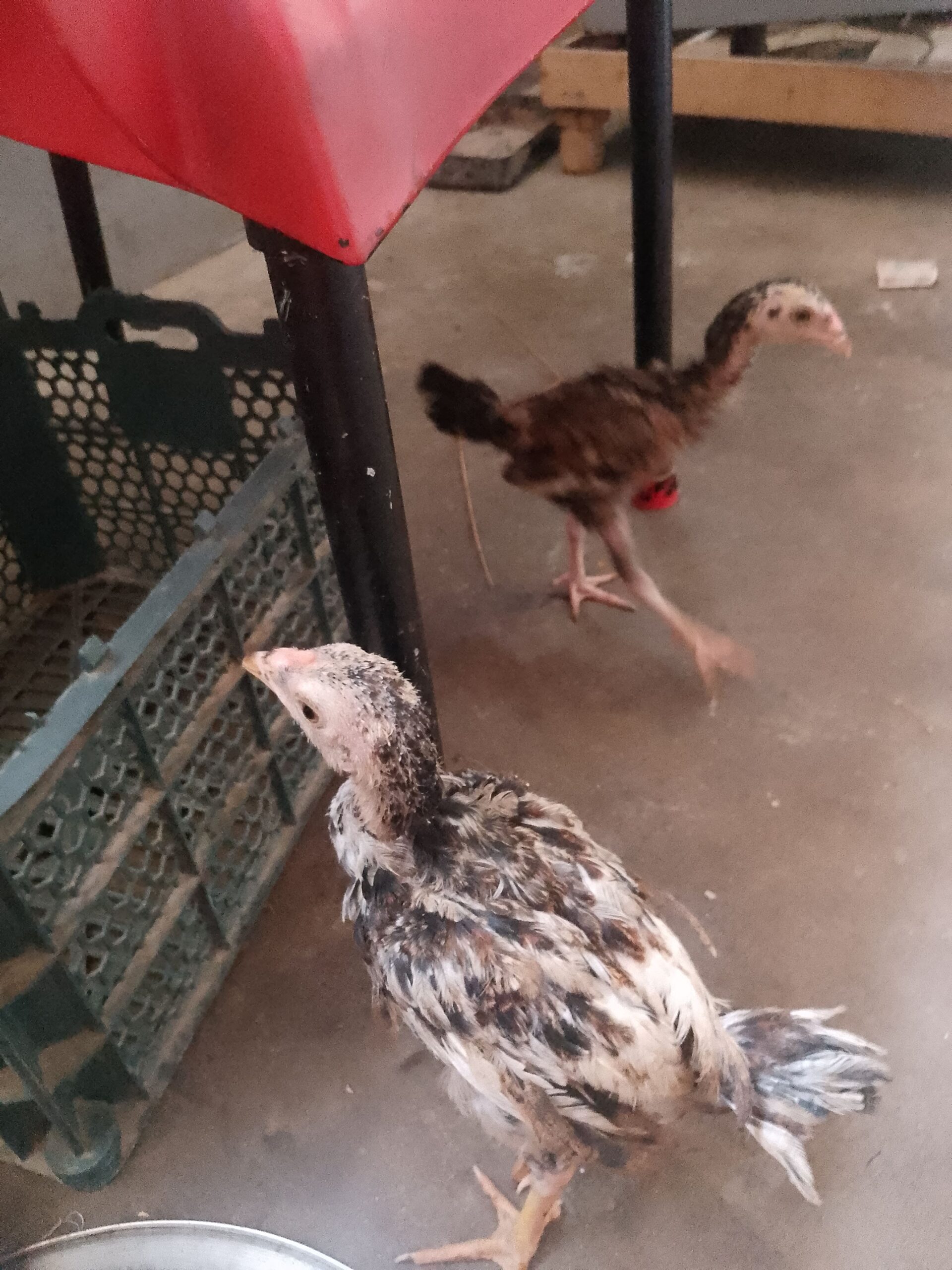 Aseel chiks