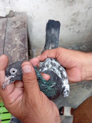 Red eyes 4 pigeon 1 pcs tadey