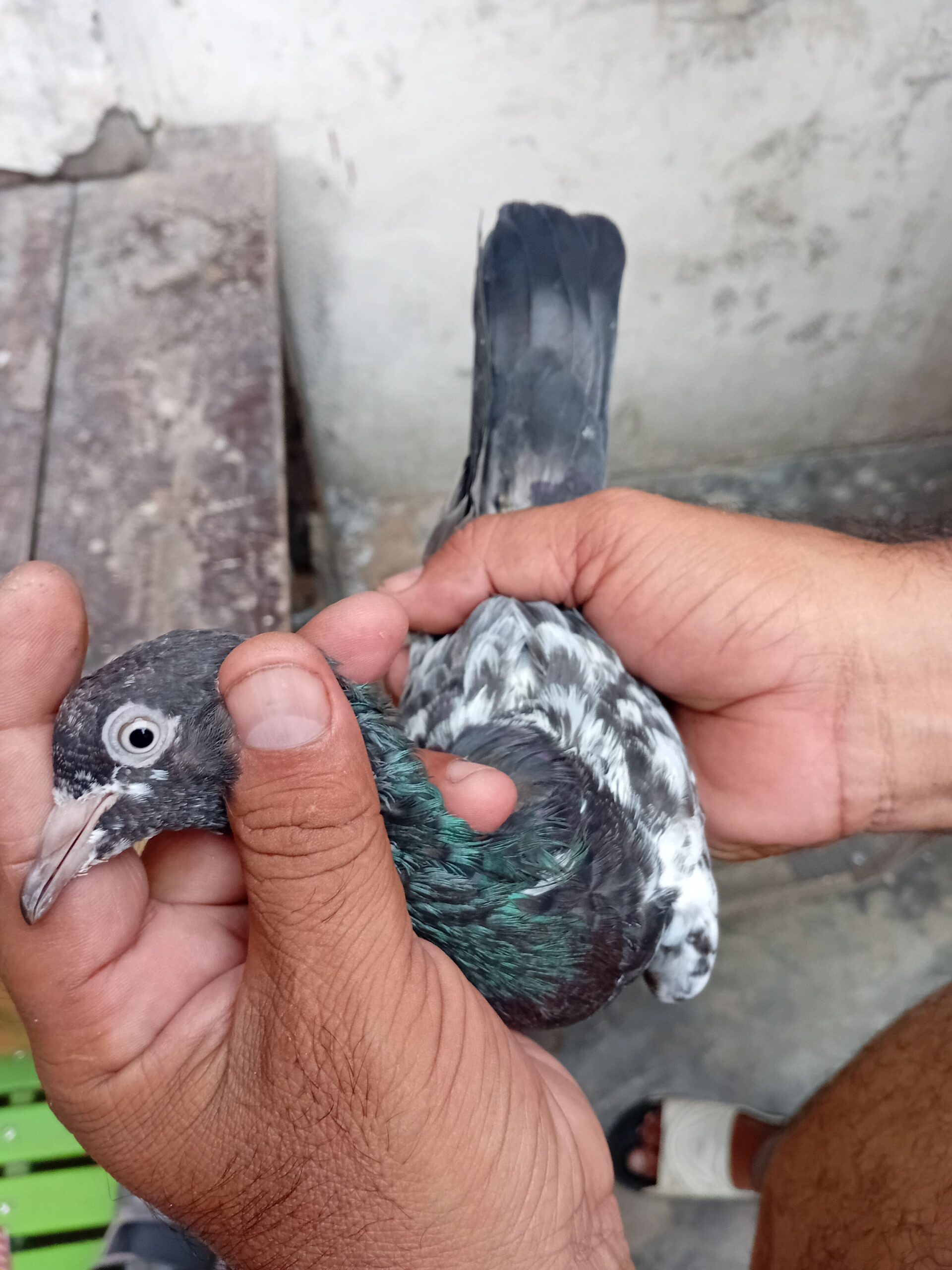 Red eyes 4 pigeon 1 pcs tadey