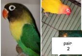 Lovebird pair with eggs