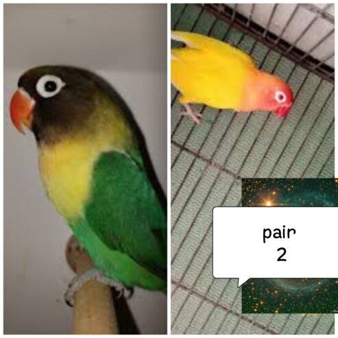 Lovebird pair with eggs