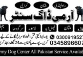Army Dog Center Dera Ismail Khan 03009780927 khoji dogs