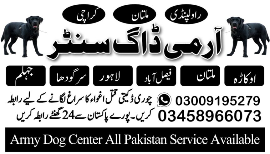 Army Dog Center Dera Ismail Khan 03009780927 khoji dogs