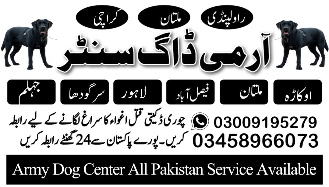 Army Dog Center Dera Ismail Khan 03009780927 khoji dogs