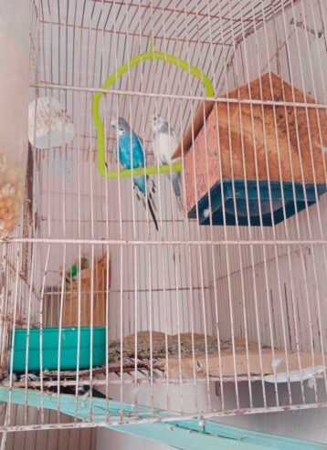 Parrot