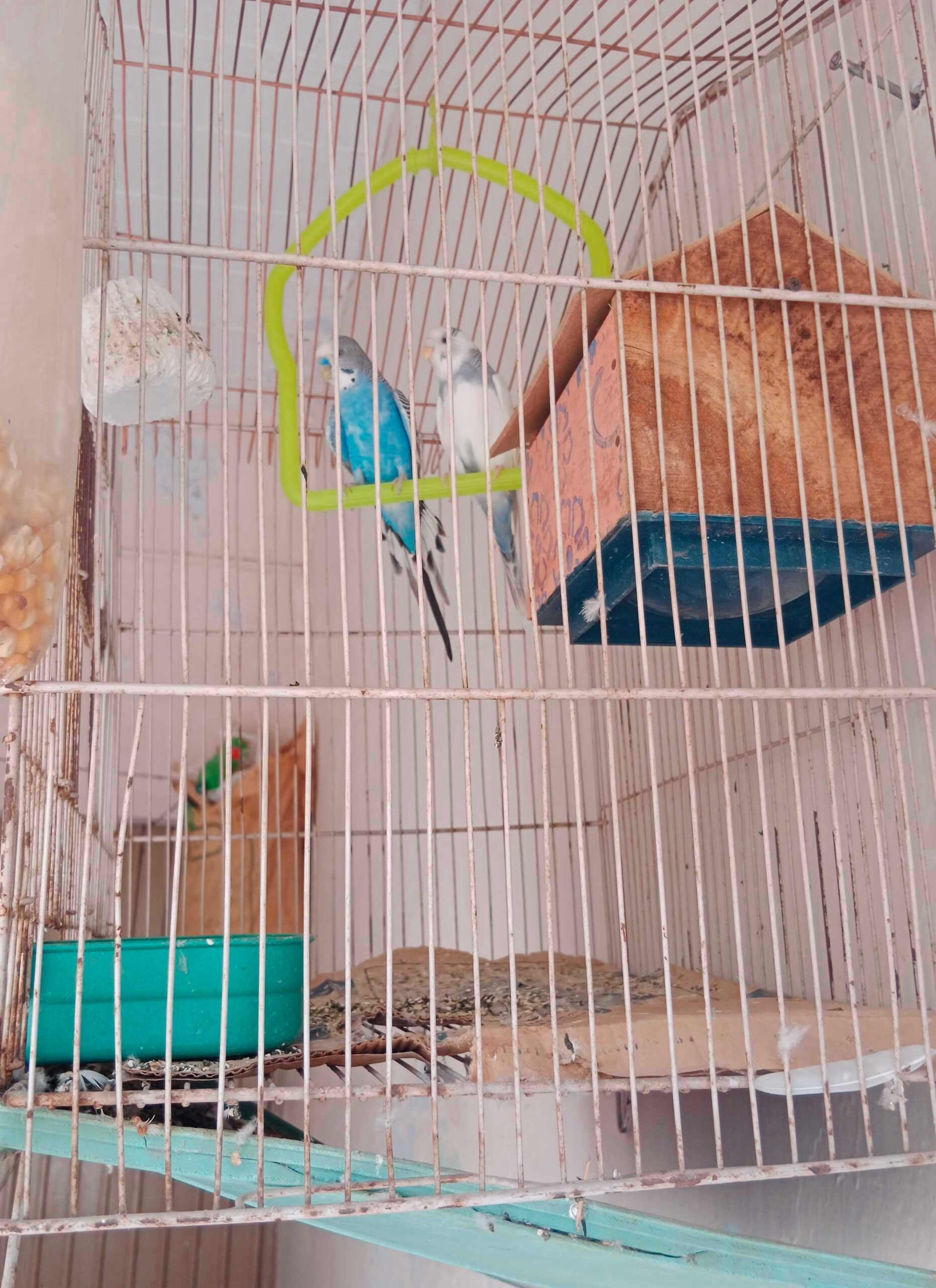 Parrot