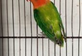 Ams aviary