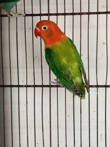Ams aviary