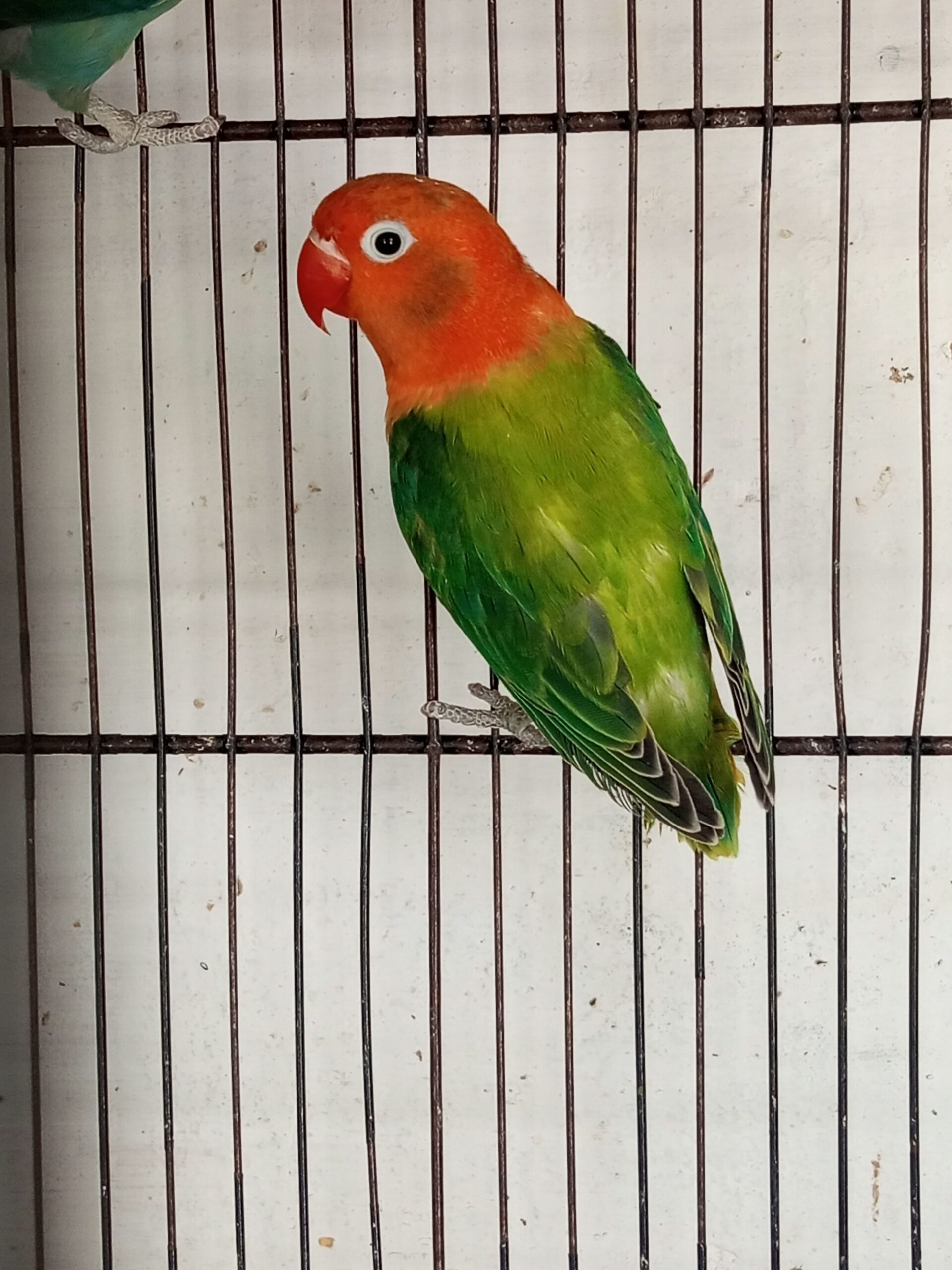 Ams aviary