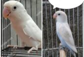 Lovebird pair with eggs