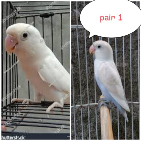 Lovebird pair with eggs