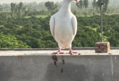 2 Qasid Females for sale