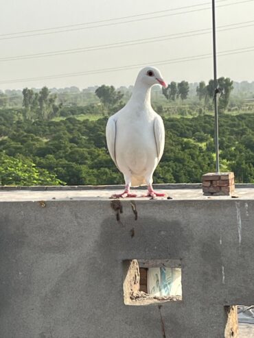 2 Qasid Females for sale