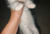 White Odd Eyes Persian kitten available for sale