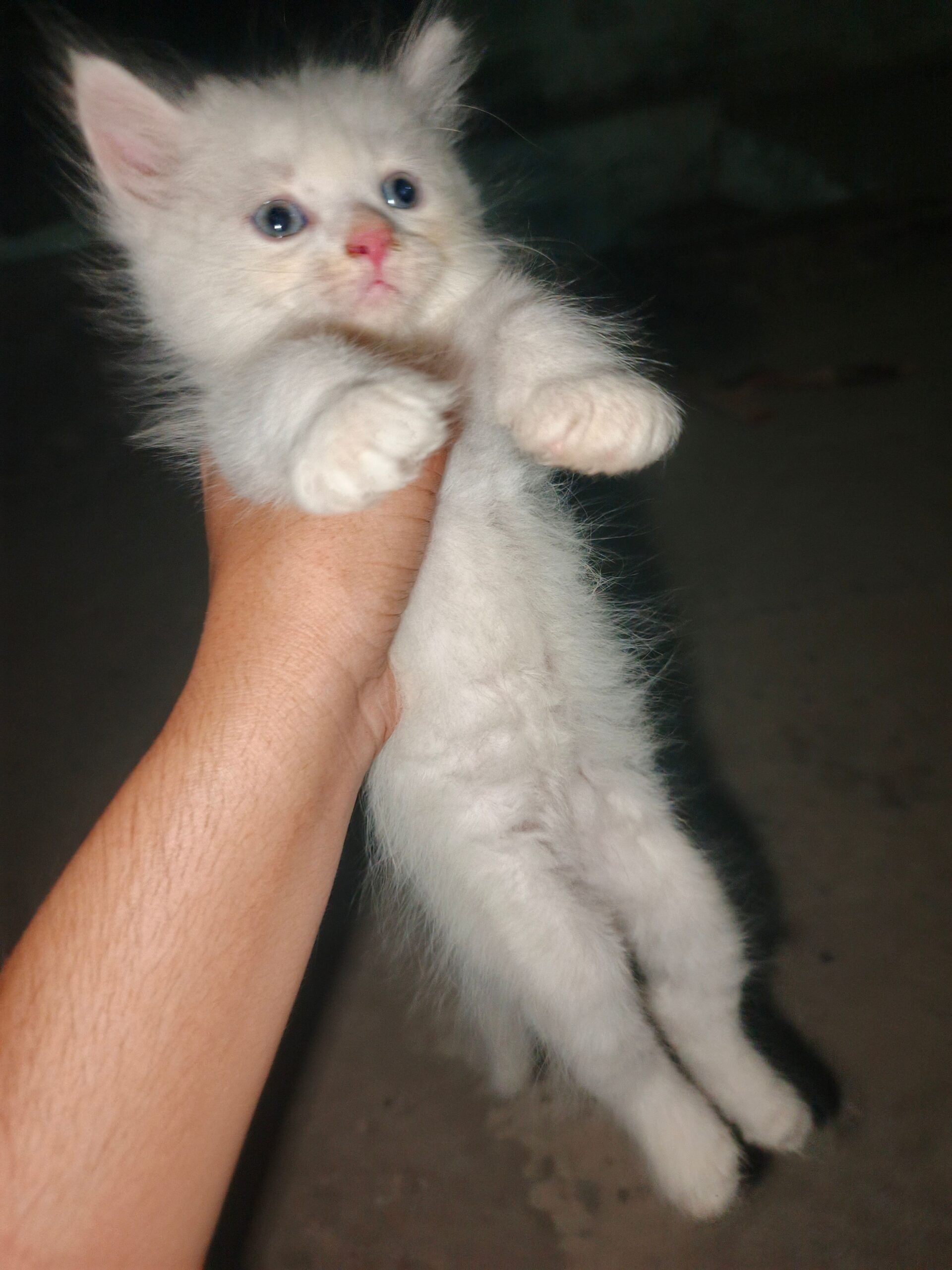 White Odd Eyes Persian kitten available for sale