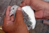 Red eyes 4 pigeon 1 pcs tadey