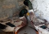 Pair