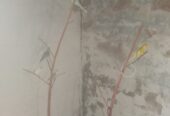 Healthy Home Grown Budgies