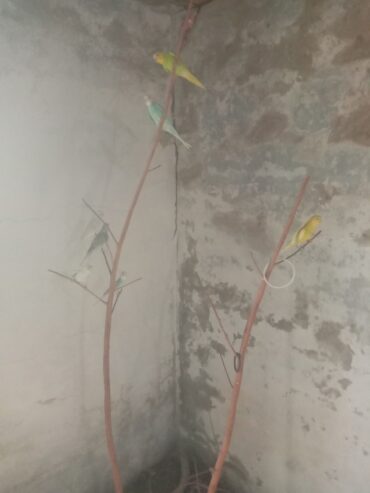 Healthy Home Grown Budgies
