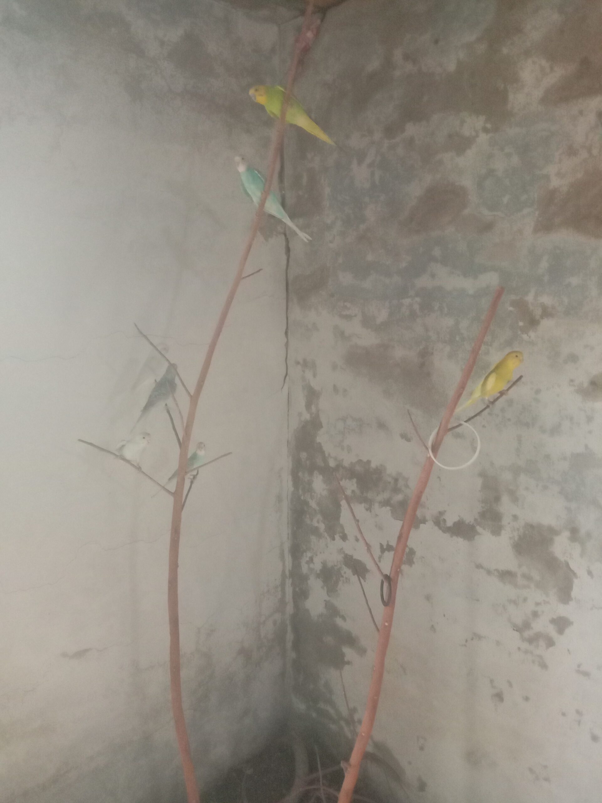 Healthy Home Grown Budgies