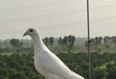 2 Qasid Females for sale