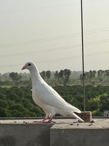 2 Qasid Females for sale