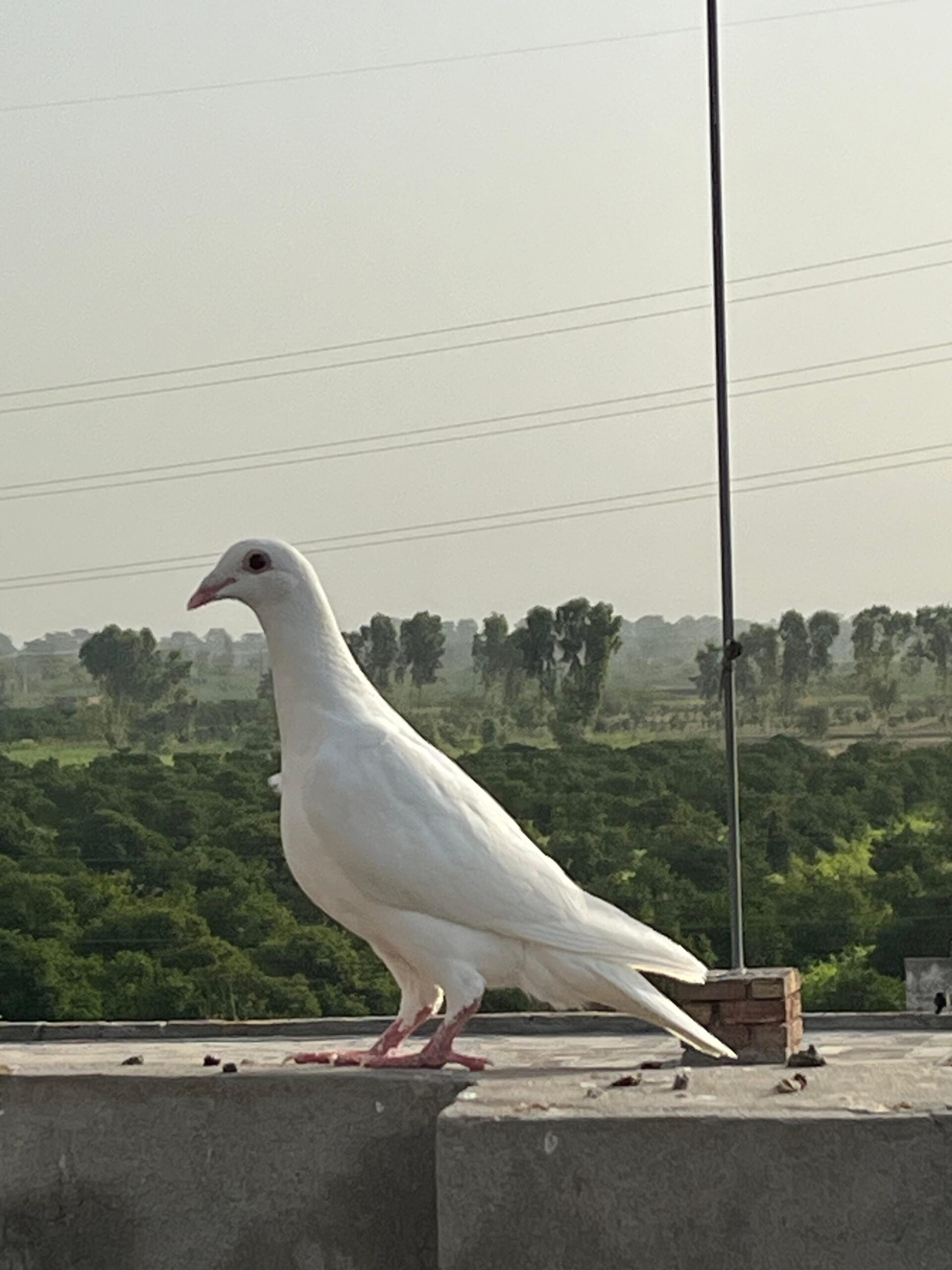 2 Qasid Females for sale