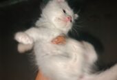 White Odd Eyes Persian kitten available for sale