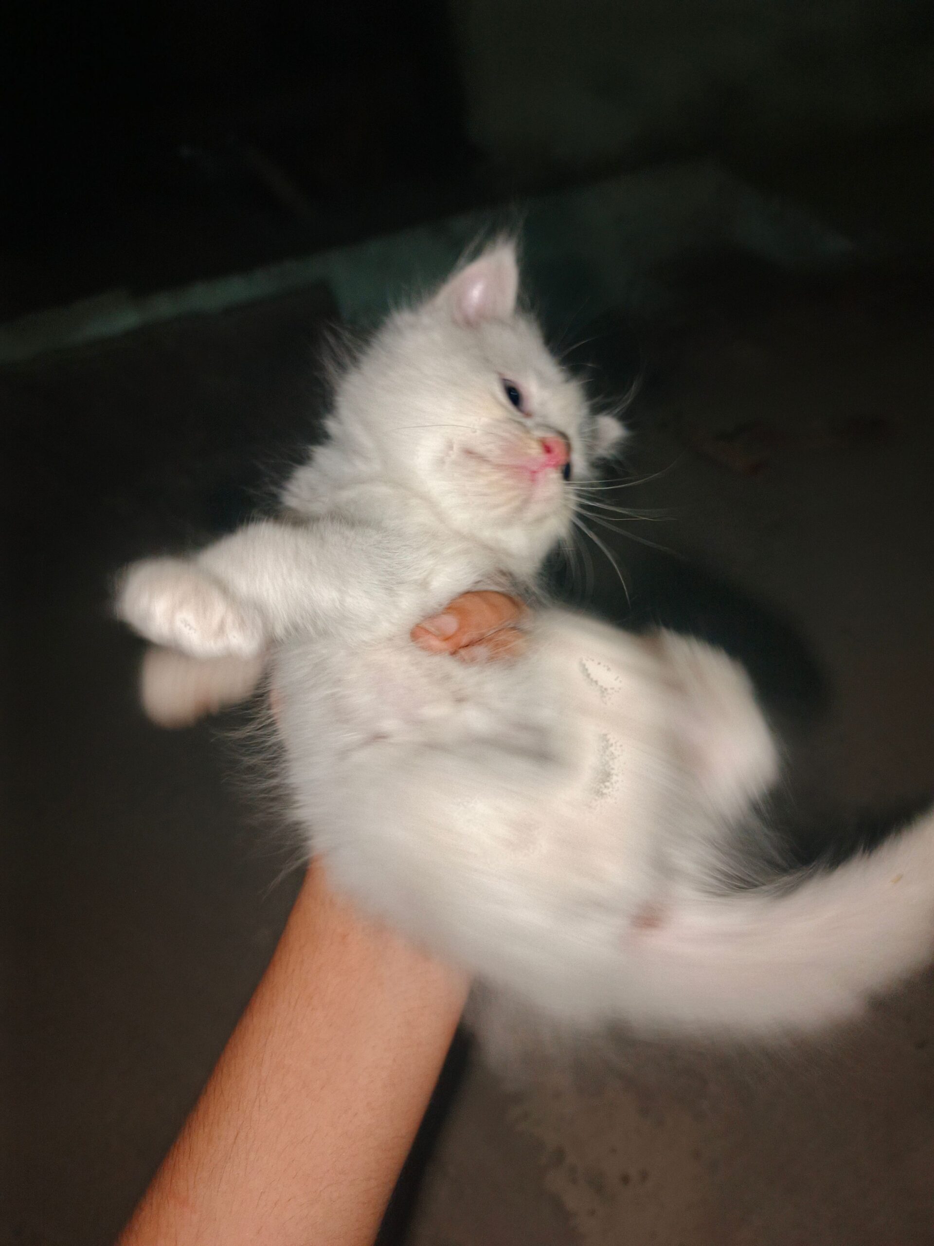White Odd Eyes Persian kitten available for sale
