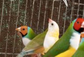Gouldian male