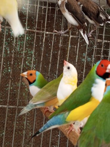 Gouldian male