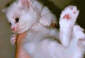 White Odd Eyes Persian kitten available for sale