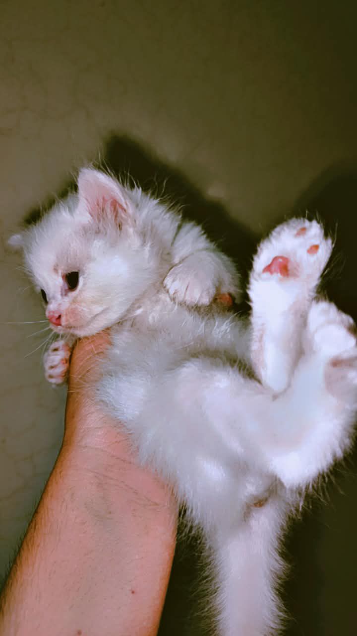 White Odd Eyes Persian kitten available for sale