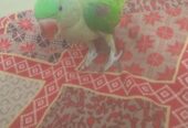 Talking Raw Parrot