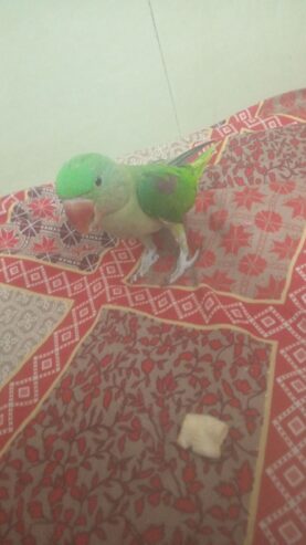 Talking Raw Parrot