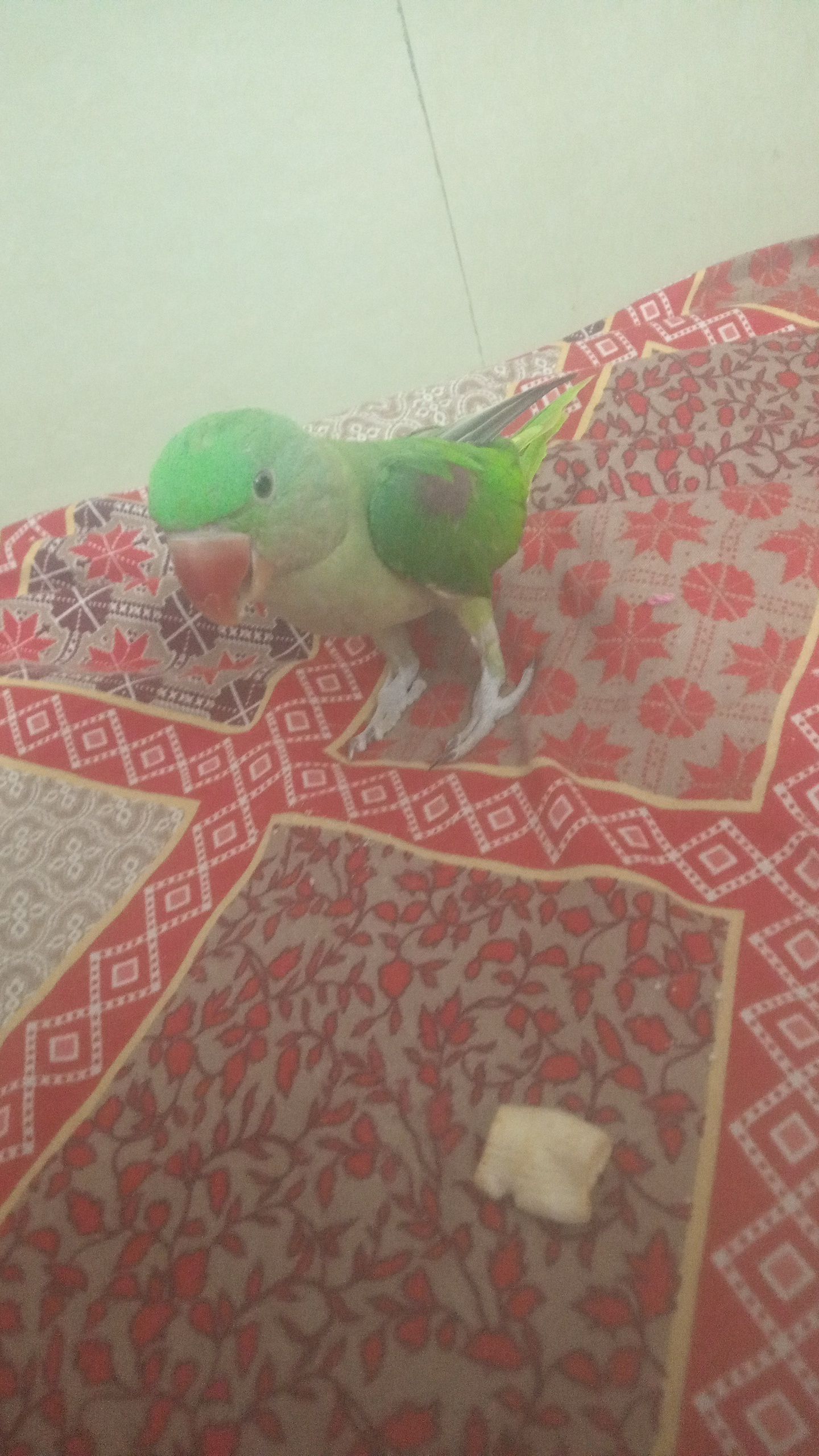 Talking Raw Parrot