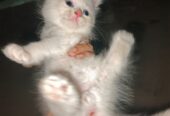 White Odd Eyes Persian kitten available for sale